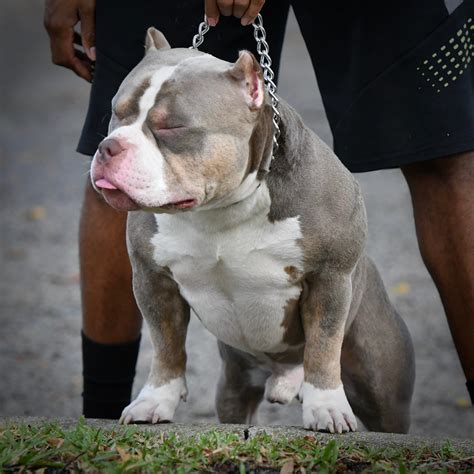 Blue tri bully for sale. . American bully pocket for sale